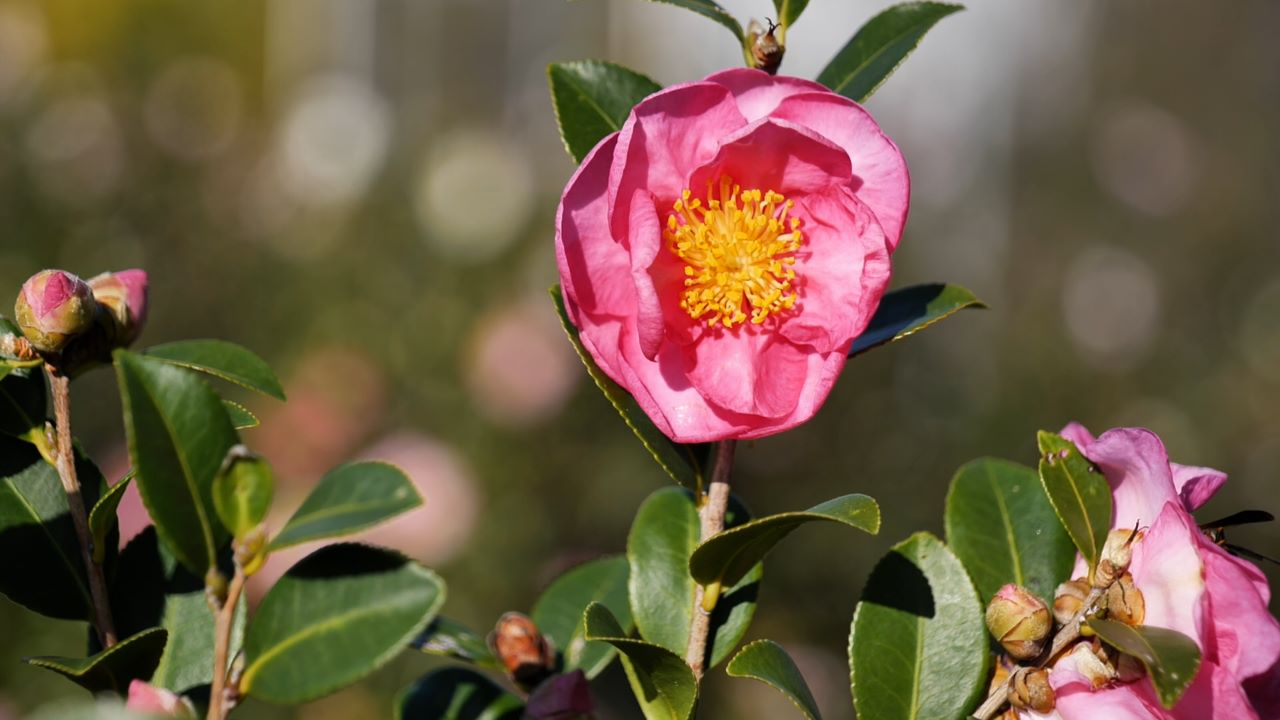 Camelia sasanquas offer varied colors, evergreen foliage 